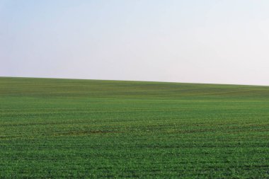 Arkaplan olarak mavi gökyüzü olan yeşil alan.  