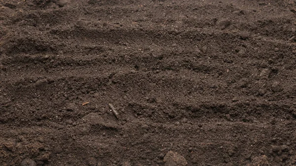 Bitkiler için kara toprak. Üst görünüm. 