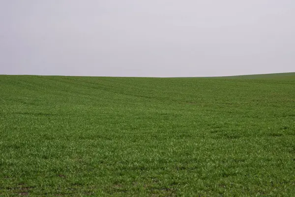 Grünes Feld Mit Blauem Himmel Als Hintergrund Grünes Gras Frühling — Stockfoto