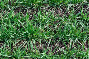 Arkaplan olarak yeşil alan. Baharda yeşil çimen. 