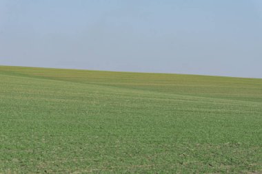 Arkaplan olarak mavi gökyüzü olan yeşil alan.  