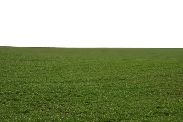 Green Field Background Green Grass Spring Isolated White Background — ストック写真