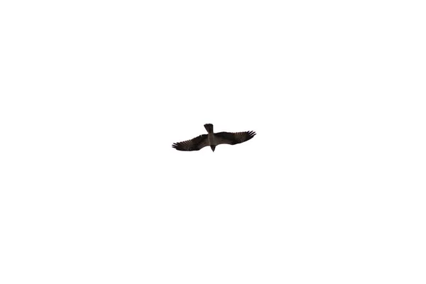 Flygande Örn Isolerad Vit Backgound — Stockfoto