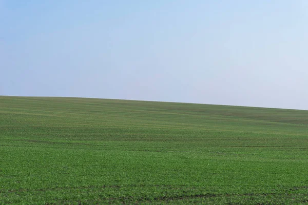 Arkaplan olarak mavi gökyüzü olan yeşil alan.  