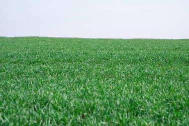 Arkaplan olarak yeşil alan. Baharda yeşil çimenler beyaz arka planda yalıtılmış. 