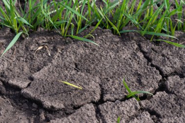Çatlak toprak ve yeşil çimenler doku olarak kullanılıyor. Bahar. Üst görünüm. 