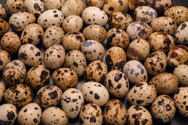 Arka plan olarak bir grup bıldırcın yumurtası. Çiğ yumurta..