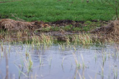 Bataklık manzarası. Kirli nehir, kırsal bölge. 