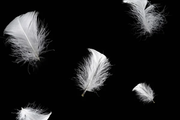 Bílé Plovoucí Peří Izolované Černém Pozadí — Stock fotografie
