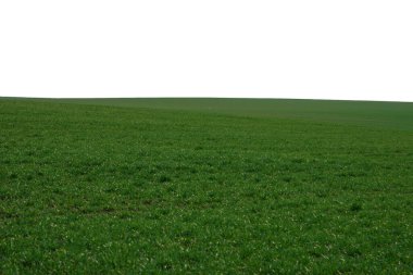 Arka planda mavi gökyüzü olan yeşil alan. Baharda yeşil çimen. 