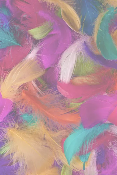 Colorful Feather Background Top View — Stock Photo, Image