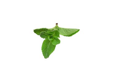 Beyaz arkaplanda izole edilmiş taze nane yaprakları.