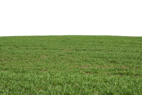 Green Field Background Green Grass Spring Isolated White Background — ストック写真