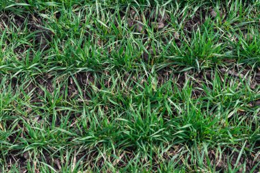 Arkaplan olarak yeşil alan. Baharda yeşil çimen. 