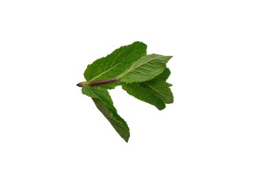 Beyaz arkaplanda izole edilmiş taze nane yaprakları.