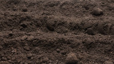 Beyaz arka planda izole edilmiş bitkiler için kara toprak. Boşluğu kopyala.