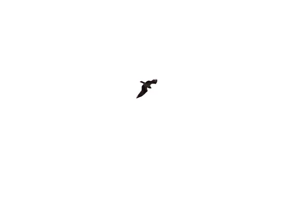 Una Águila Voladora Aislada Sobre Fondo Blanco — Foto de Stock