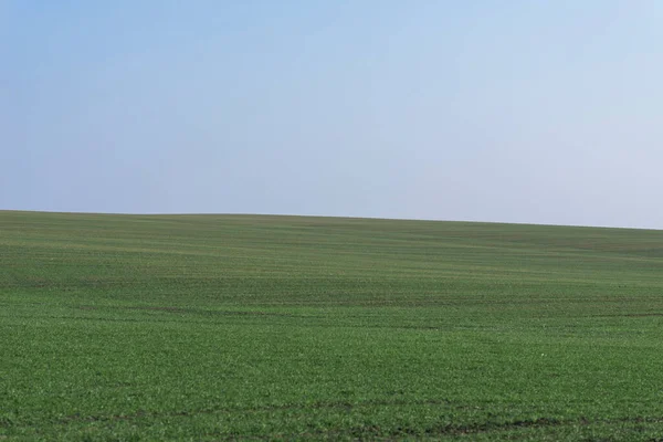 青空を背景にした緑の野 — ストック写真
