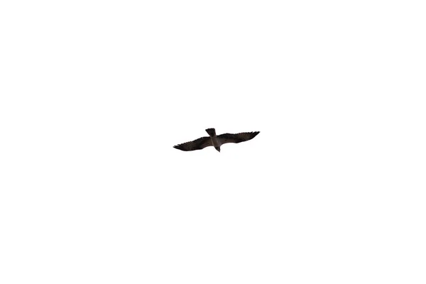 Egy Repülő Angolna Elszigetelve Egy Fehér Háttéren — Stock Fotó
