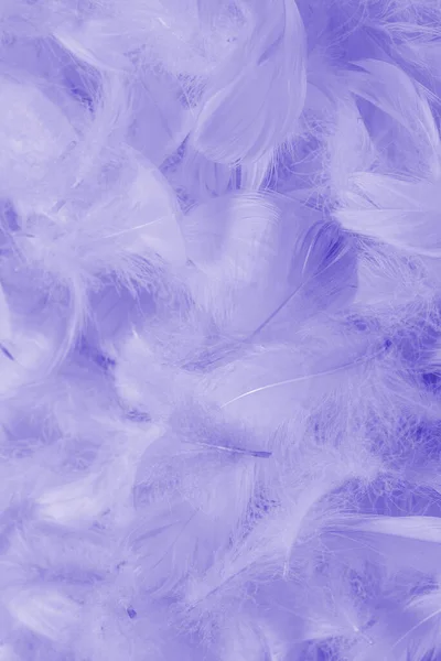 Colorful Feather Background Top View — Stock Photo, Image