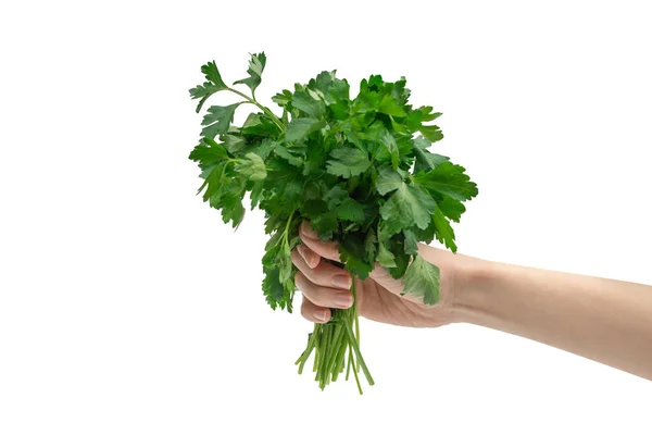 Een Bos Peterselie Hand Van Een Vrouw Geïsoleerd Een Witte — Stockfoto