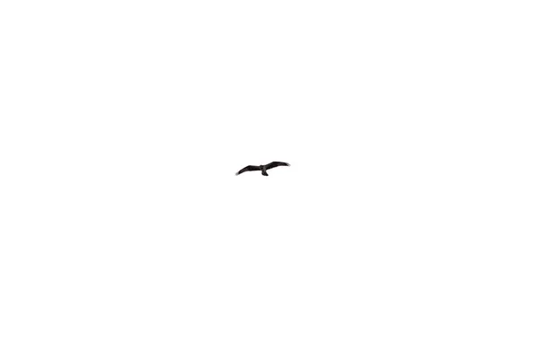 Flying Eagel Isolated White Backgound — Stock Photo, Image