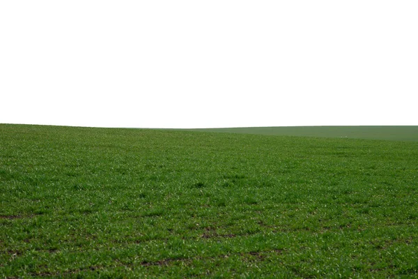 Groen Veld Als Achtergrond Groen Gras Het Voorjaar Geïsoleerd Een — Stockfoto