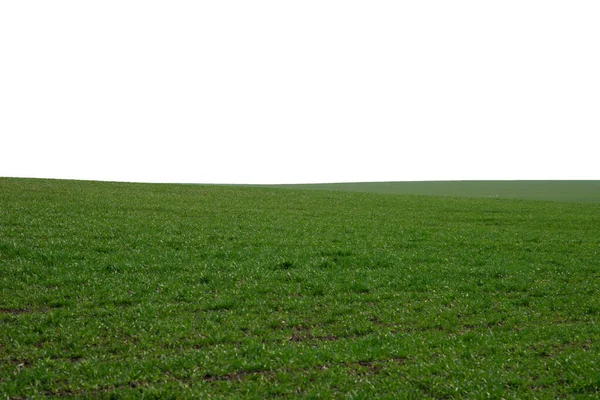 Campo Verde Como Fondo Hierba Verde Primavera Aislada Sobre Fondo —  Fotos de Stock