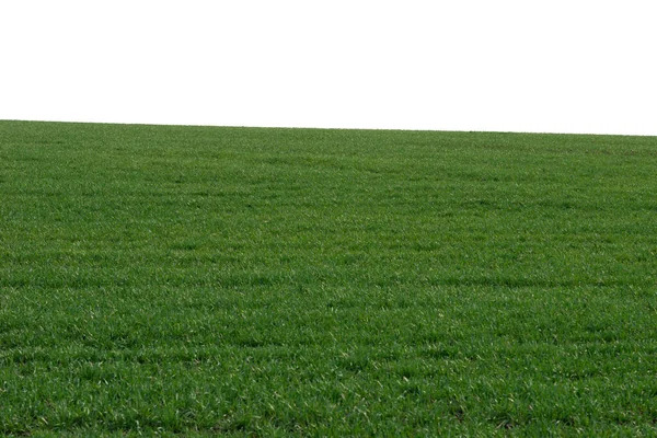 Πράσινο Πεδίο Φόντο Πράσινο Γρασίδι Την Άνοιξη Απομονωμένο Λευκό Φόντο — Φωτογραφία Αρχείου