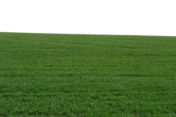 Grönt Fält Som Bakgrund Grönt Gräs Våren Isolerad Vit Bakgrund — Stockfoto