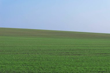 Arkaplan olarak mavi gökyüzü olan yeşil alan.  