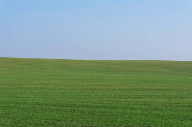 Arkaplan olarak mavi gökyüzü olan yeşil alan.  