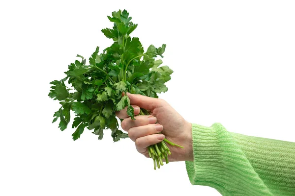 Ein Bund Petersilie Der Hand Einer Frau Isoliert Auf Weißem — Stockfoto