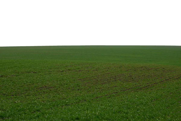 Grüne Wiese Als Hintergrund Grünes Gras Frühling Isoliert Auf Weißem — Stockfoto