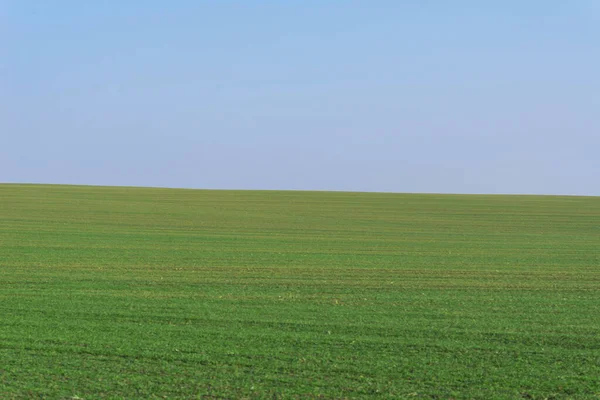 青空を背景にした緑の野 — ストック写真