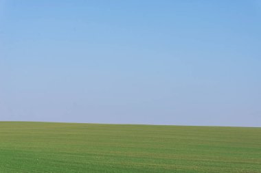 Arkaplan olarak mavi gökyüzü olan yeşil alan.  