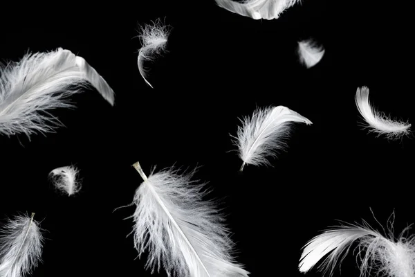 Белое Плавающее Перо Изолировано Черном Фоне — стоковое фото