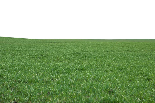 Grönt Fält Som Bakgrund Grönt Gräs Våren Isolerad Vit Bakgrund — Stockfoto