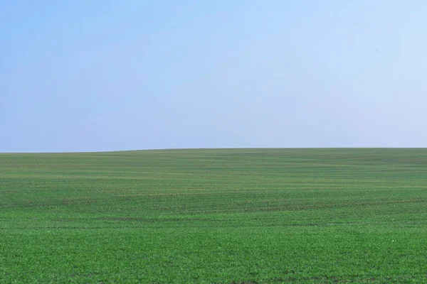 Grüne Wiese Mit Blauem Himmel Als Hintergrund — Stockfoto