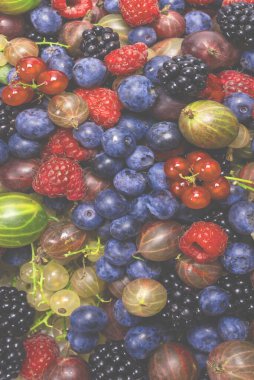 Bektaşi üzümü, yabanmersini, dut, ahududu, beyaz ve kırmızı frenk üzümü arka plan. 