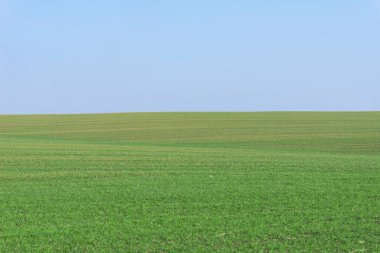 Arkaplan olarak mavi gökyüzü olan yeşil alan.  