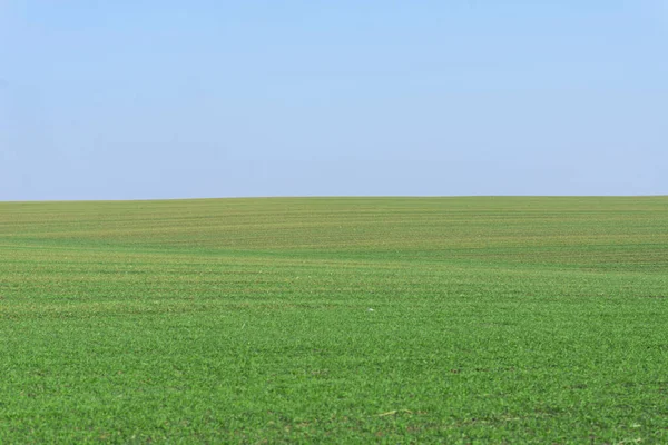 Grüne Wiese Mit Blauem Himmel Als Hintergrund — Stockfoto