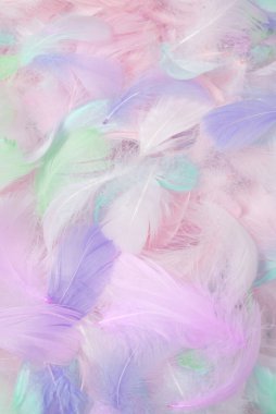 Renkli tüy arkaplanı, üst görünüm. 