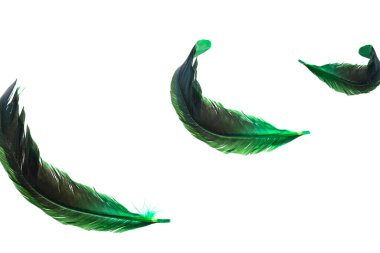 Beyaz arka plan üzerinde izole yeşil tüy. 