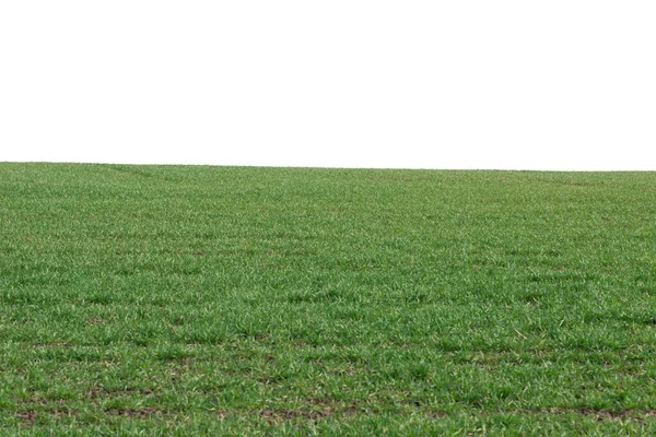 Grönt Fält Med Blå Himmel Som Bakgrund Grönt Gräs Våren — Stockfoto