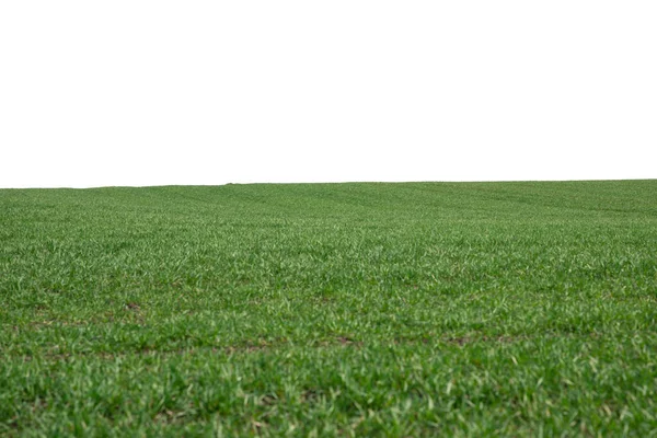 Grönt Fält Som Bakgrund Grönt Gräs Våren Isolerad Vit Bakgrund — Stockfoto