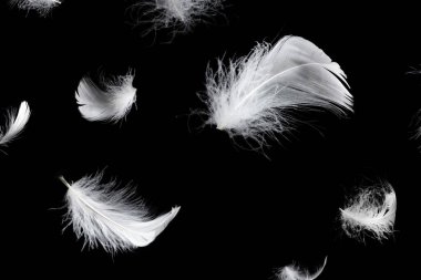 Siyah bir arkaplanda beyaz yüzen tüy izole. 