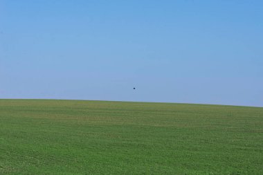 Arkaplan olarak mavi gökyüzü olan yeşil alan.  
