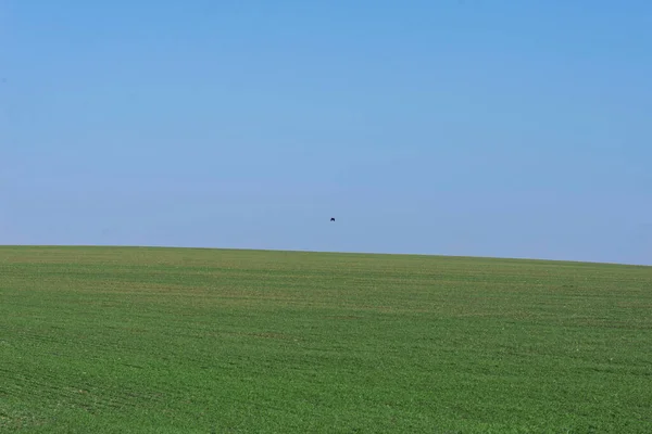 Zelené Pole Modrou Oblohou Jako Pozadí — Stock fotografie