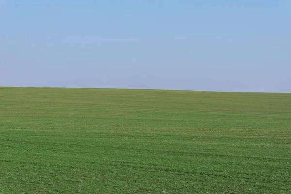 Grüne Wiese Mit Blauem Himmel Als Hintergrund — Stockfoto